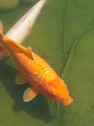 SBR240806BF2620240806131952resized