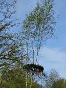 SBR230501MaibaumWDLB-18